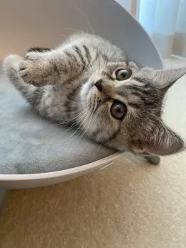 れれれ 様のお迎えした子猫