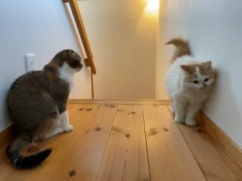 Y.H 様のお迎えした子猫