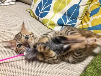まんごすちん 様のお迎えした子猫