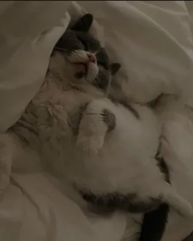 S 様のお迎えした子猫