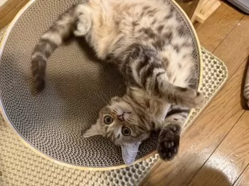 N.O 様のお迎えした子猫