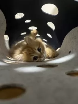 S.S 様のお迎えした子猫