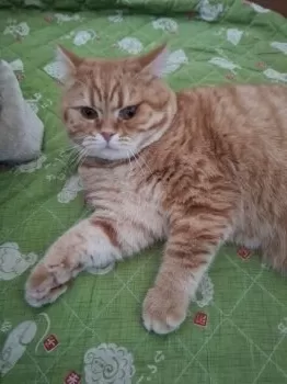 F.l 様のお迎えした子猫