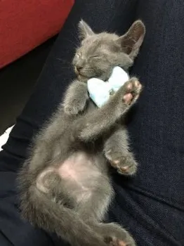 蘭丸 様のお迎えした子猫