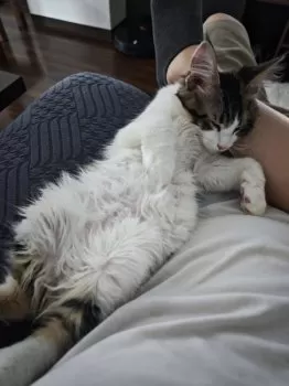 star 様のお迎えした子猫