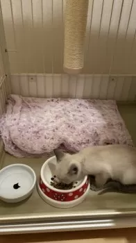 T.W 様のお迎えした子猫