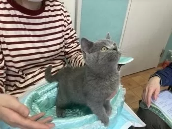 S.Y 様のお迎えした子猫