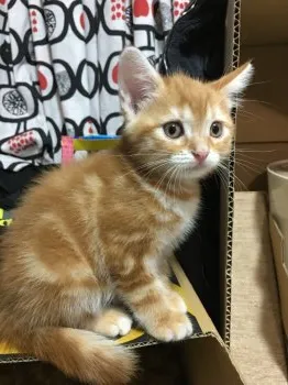 マッキー 様のお迎えした子猫
