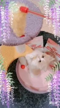 パッチママ 様のお迎えした子猫