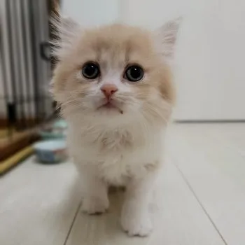 まみ 様のお迎えした子猫