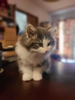 はるそら 様のお迎えした子猫