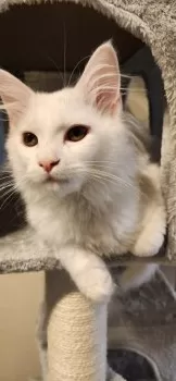 D.S 様のお迎えした子猫