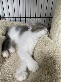 猫大好き 様のお迎えした子猫