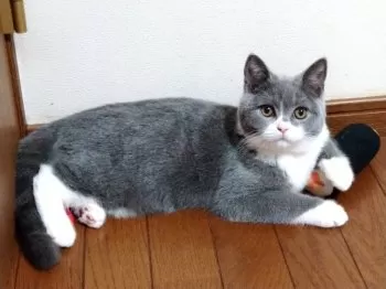 にみにみ 様のお迎えした子猫