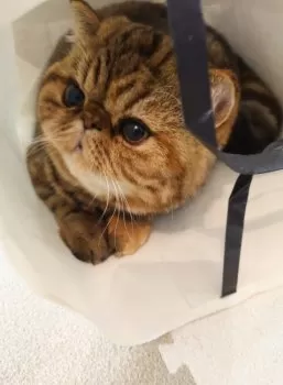 R.H 様のお迎えした子猫