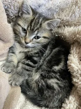 piyo0615 様のお迎えした子猫