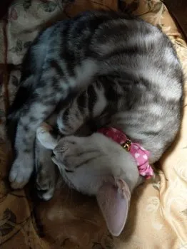 たー 様のお迎えした子猫