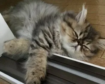 ワルツタンゴ 様のお迎えした子猫