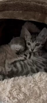pleple 様のお迎えした子猫