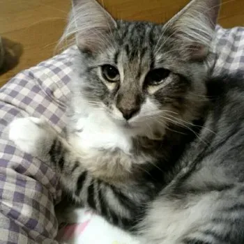 リリー 様のお迎えした子猫