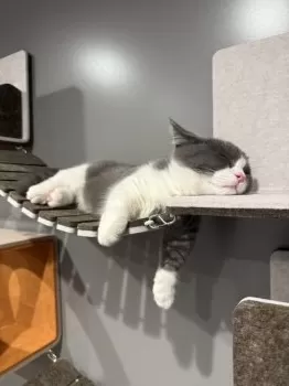 にゃあすけ 様のお迎えした子猫