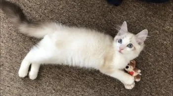 M &M 様のお迎えした子猫