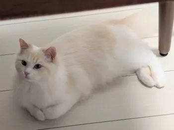 M.R 様のお迎えした子猫