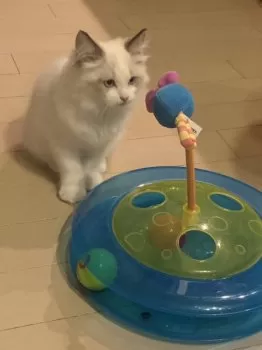 しょうちゃん 様のお迎えした子猫