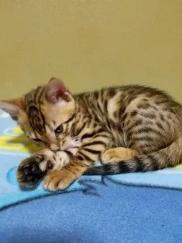 りょーな 様のお迎えした子猫