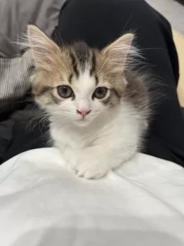 E.U 様のお迎えした子猫