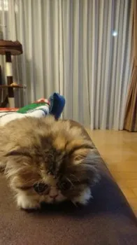 コウジョウ 様のお迎えした子猫