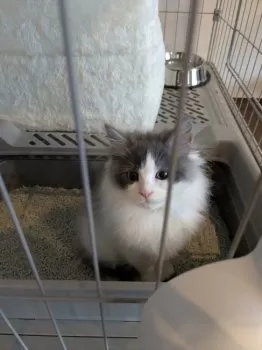 J.T 様のお迎えした子猫