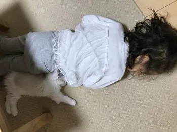 らぐちゃん 様のお迎えした子猫
