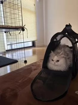 やまもも 様のお迎えした子猫