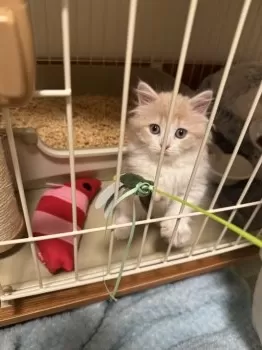 T.U 様のお迎えした子猫