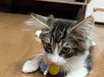 はな 様のお迎えした子猫