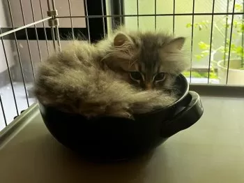 K.Ｉ 様のお迎えした子猫
