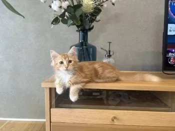 Y.U 様のお迎えした子猫