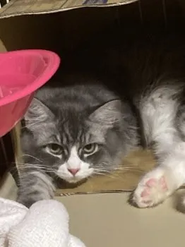 M.Y 様のお迎えした子猫