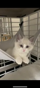 あい 様のお迎えした子猫