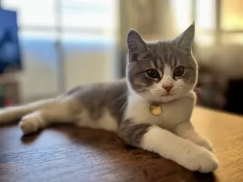 A.T 様のお迎えした子猫