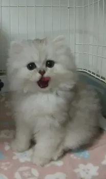 M.O 様のお迎えした子猫