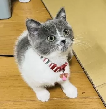 ひーちゃん 様のお迎えした子猫