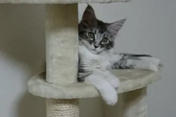 ユウコ 様のお迎えした子猫
