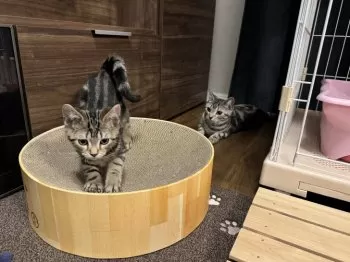 R.A 様のお迎えした子猫