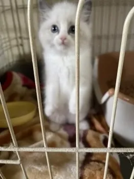 アキムー 様のお迎えした子猫