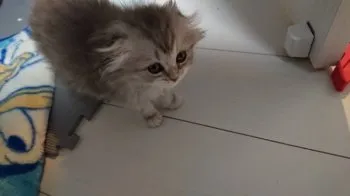 ぎんちゃん 様のお迎えした子猫