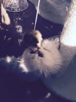 piyoco 様のお迎えした子猫