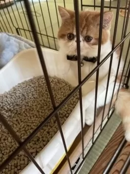 K.A 様のお迎えした子猫