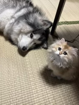 T.T 様のお迎えした子猫